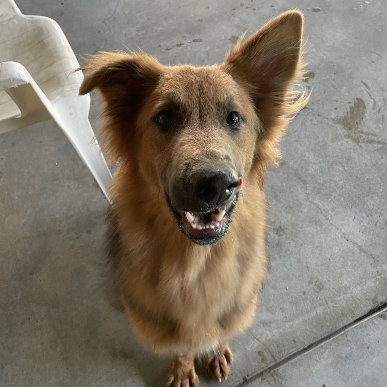 Enlarge Cherry, a Adoptable Shepherd in Canoga Park, CA image 10/10