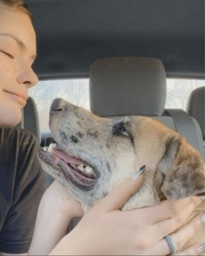 Huckleberry, a Adoptable mixed breed in Maryville, TN image 3/5