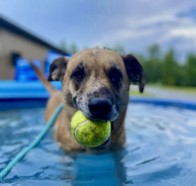 Huckleberry, a Adoptable mixed breed in Maryville, TN image 5/5