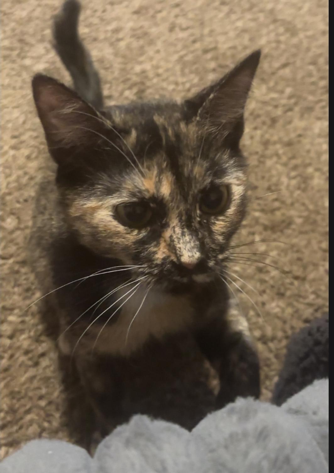 Enlarge Nola, a Adoptable Domestic Short Hair in Freemansburg, PA image 2/3
