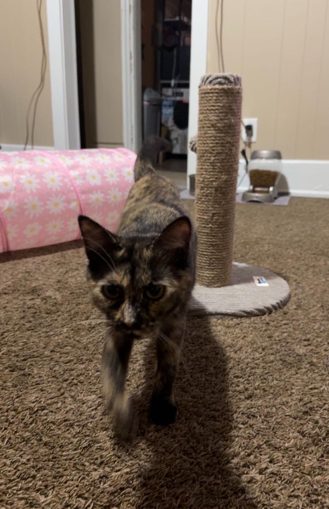 Enlarge Nola, a Adoptable Domestic Short Hair in Freemansburg, PA image 3/3