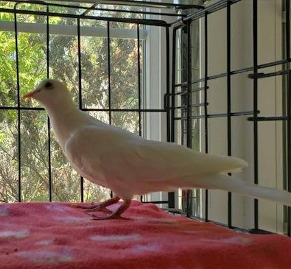 Enlarge Chicky, a Adopted Dove in San Francisco, CA image 1/1