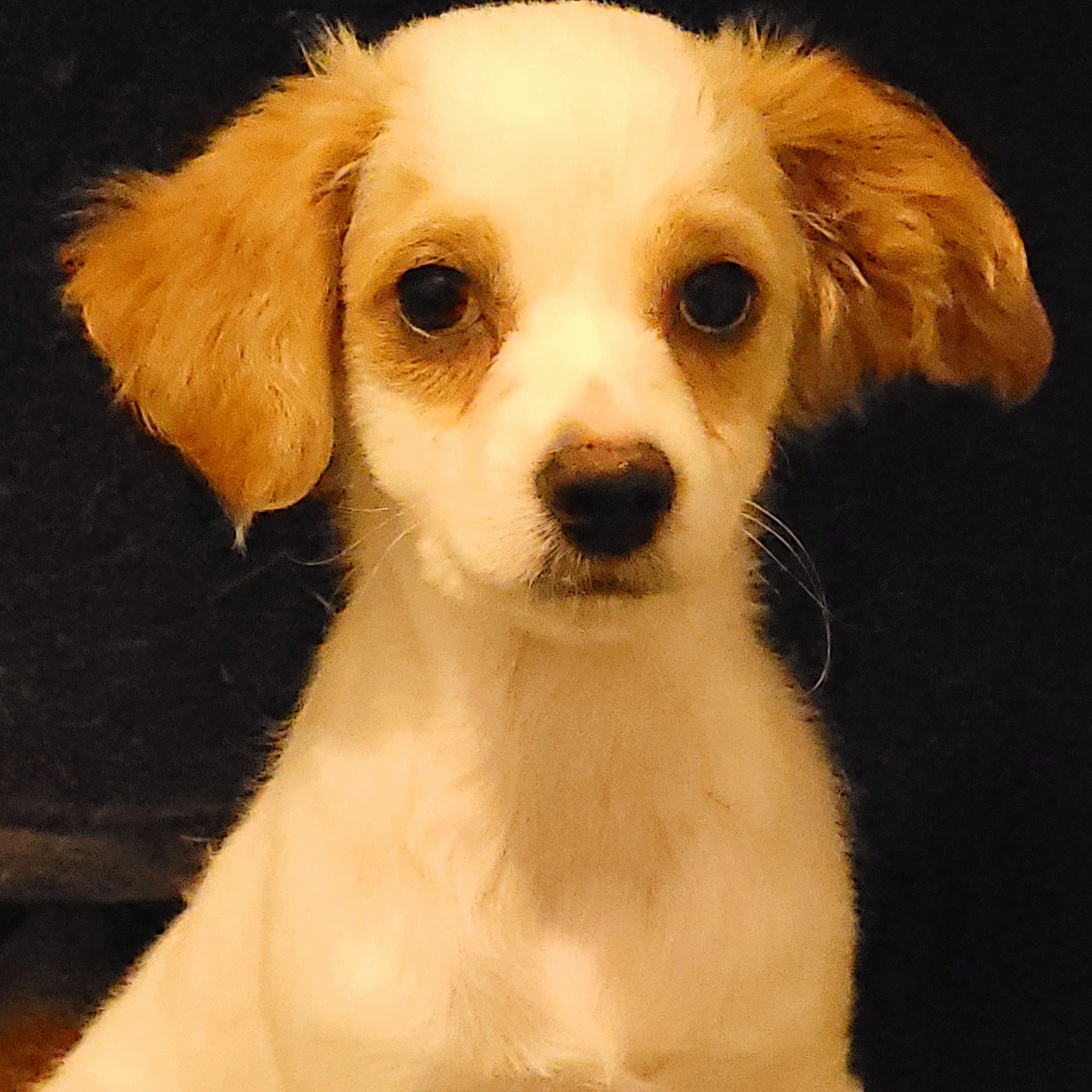 Enlarge Fred, an adopted mixed breed in Sequim, WA image 1/3