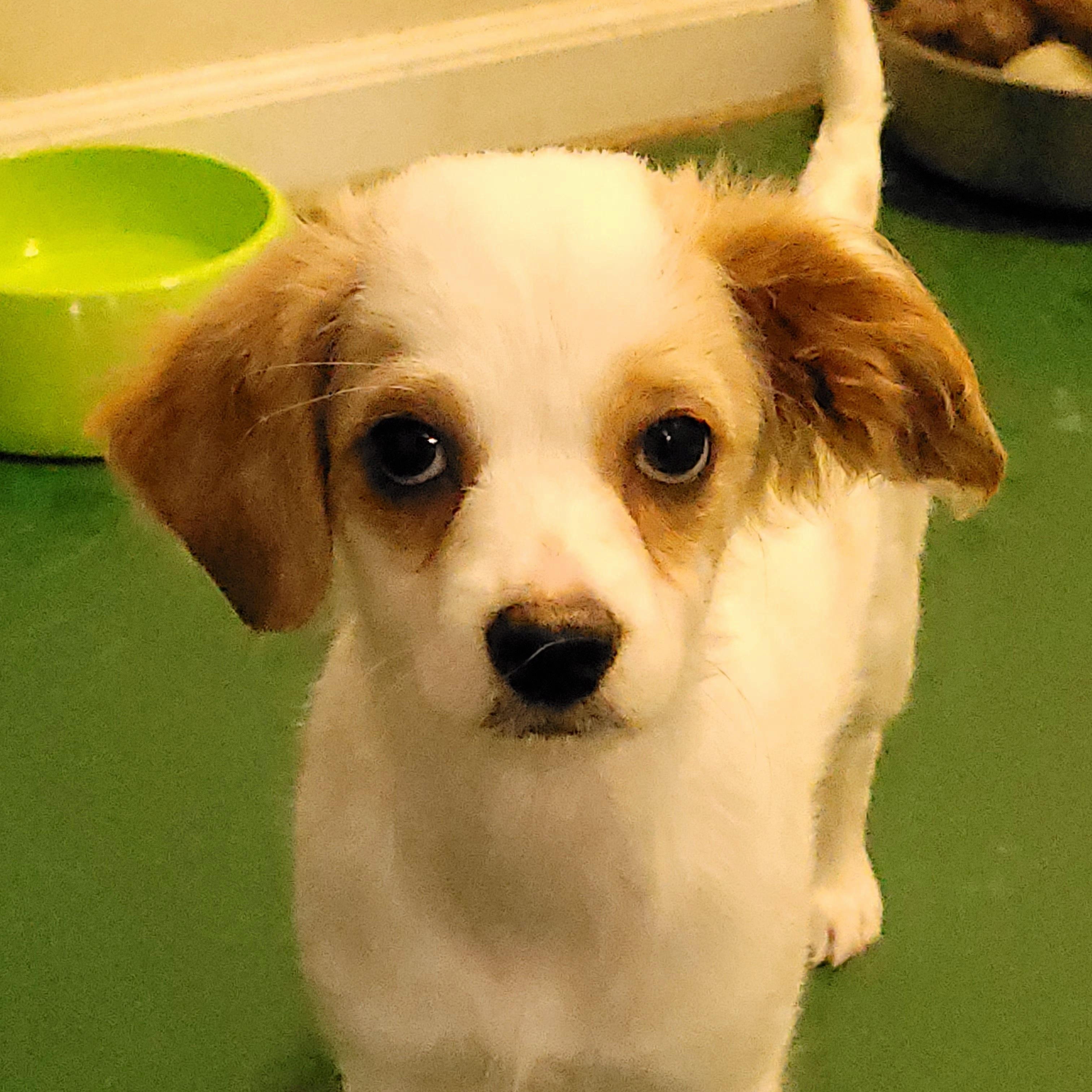 Enlarge Fred, an adopted mixed breed in Sequim, WA image 2/3