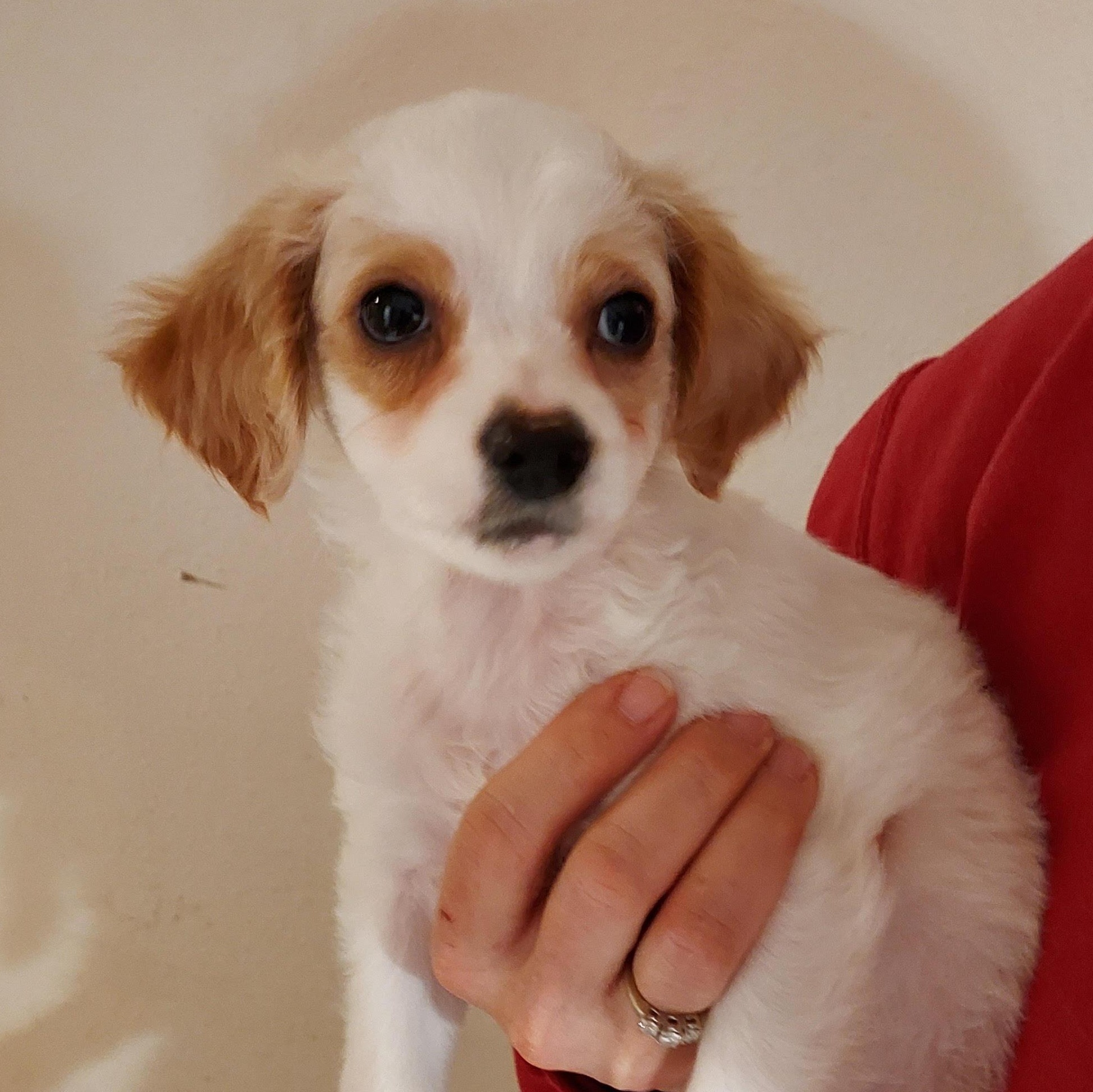 Enlarge Fred, an adopted mixed breed in Sequim, WA image 3/3