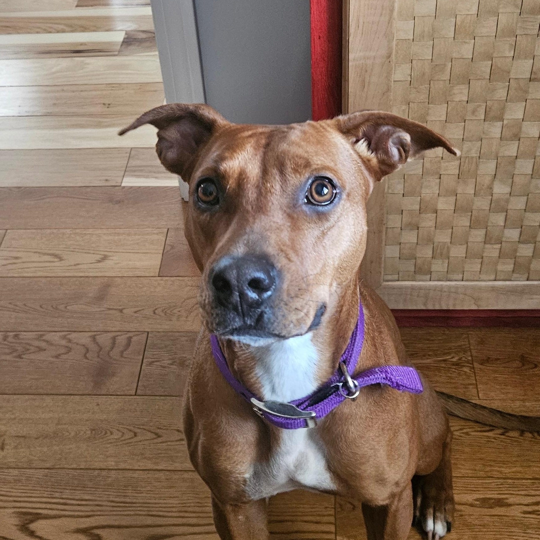 Amelia, ADOPTABLE, Young Female Hound.