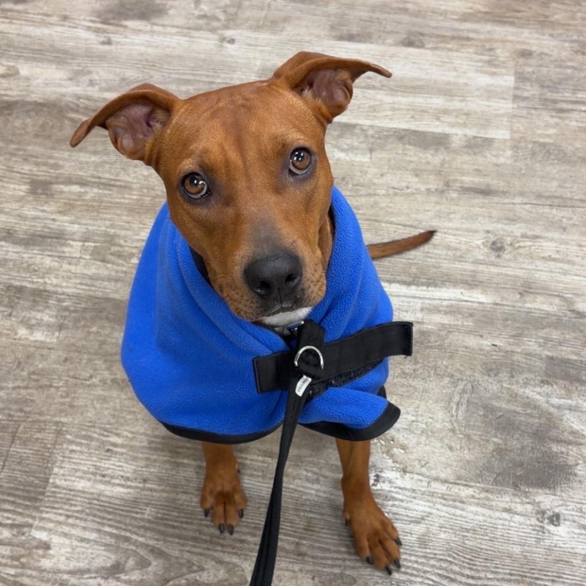 Amelia, ADOPTABLE, Young Female Hound.