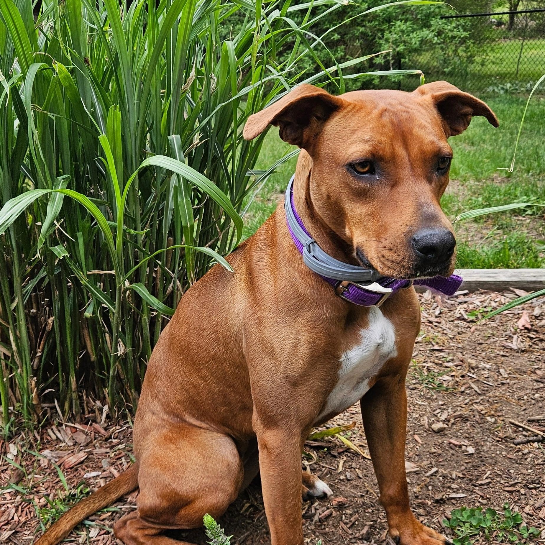 Enlarge Amelia, a ADOPTABLE mixed breed in Hollis, NH image 2/6