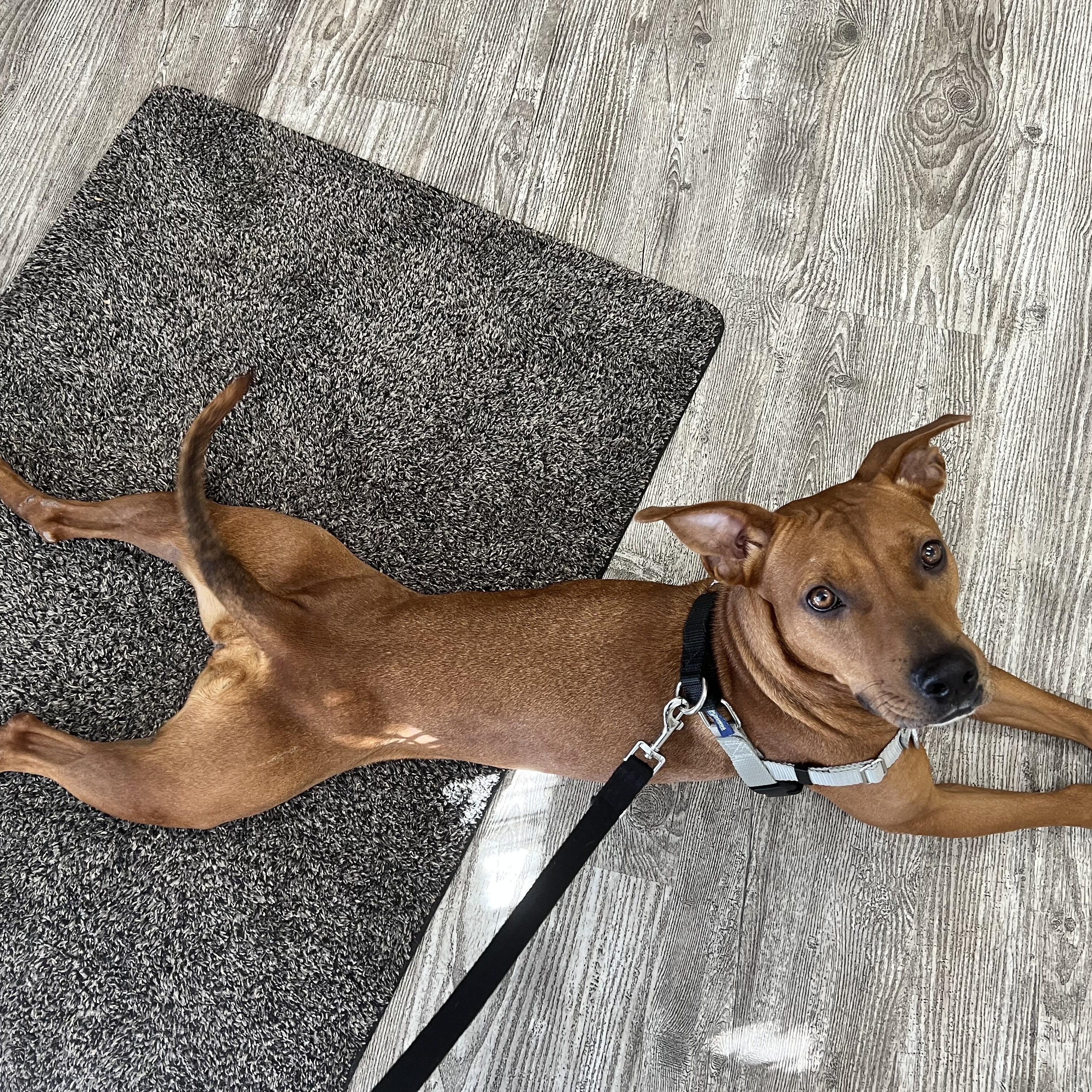 Enlarge Amelia, a ADOPTABLE mixed breed in Hollis, NH image 3/6