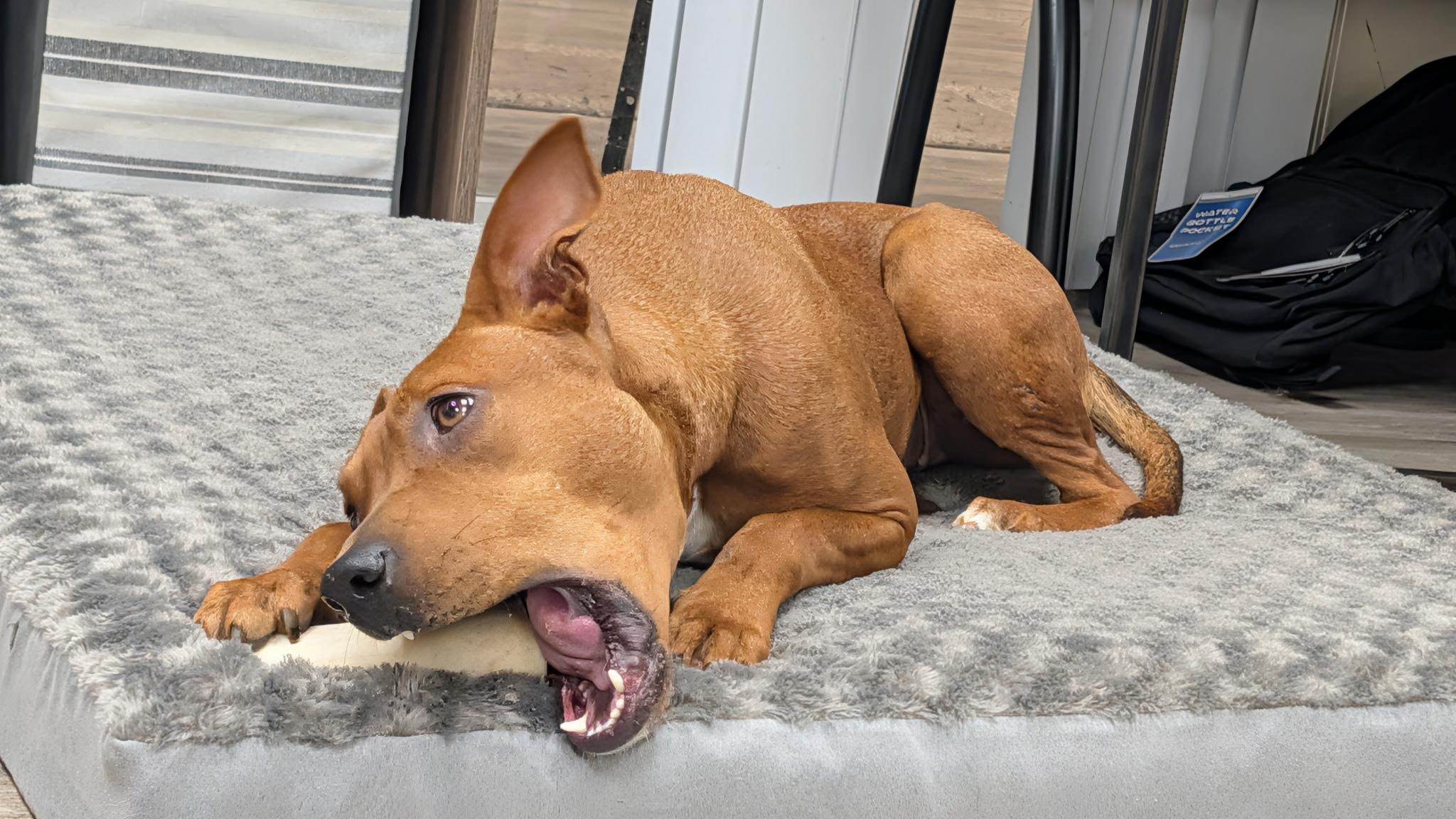 Enlarge Amelia, a ADOPTABLE mixed breed in Hollis, NH image 5/6