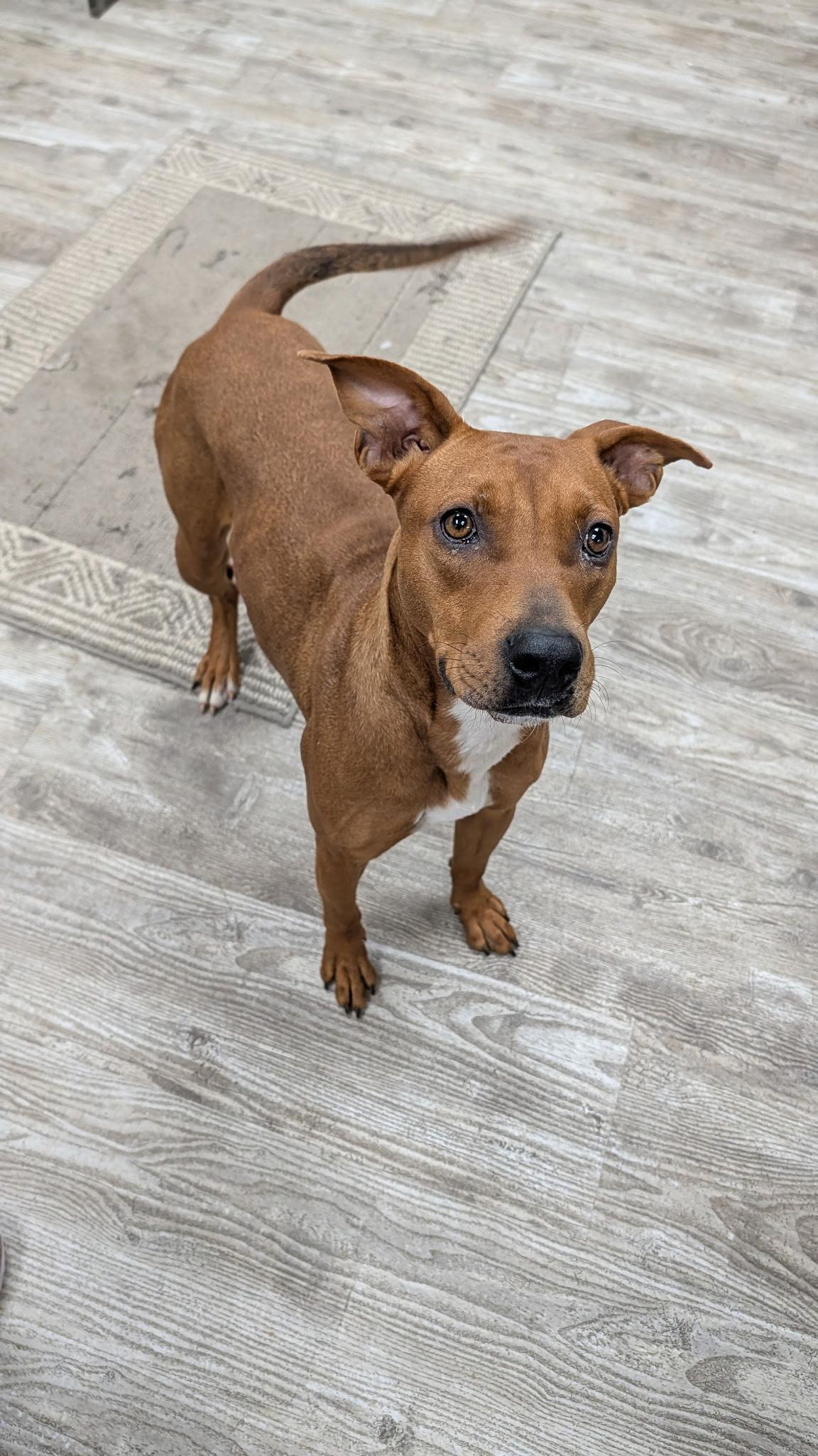 Enlarge Amelia, a ADOPTABLE mixed breed in Hollis, NH image 2/6