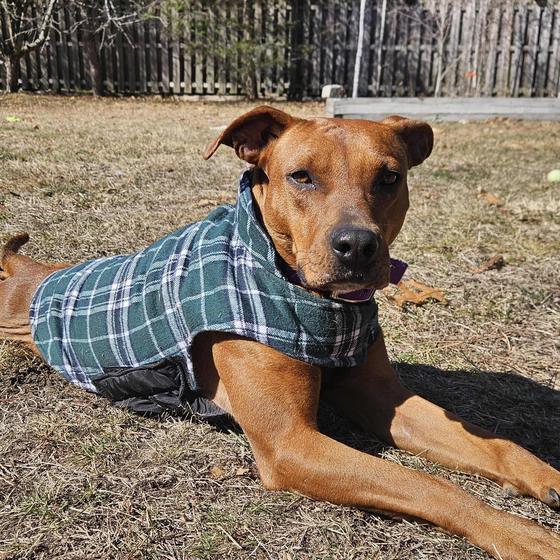 Amelia, ADOPTABLE, Young Female Hound.