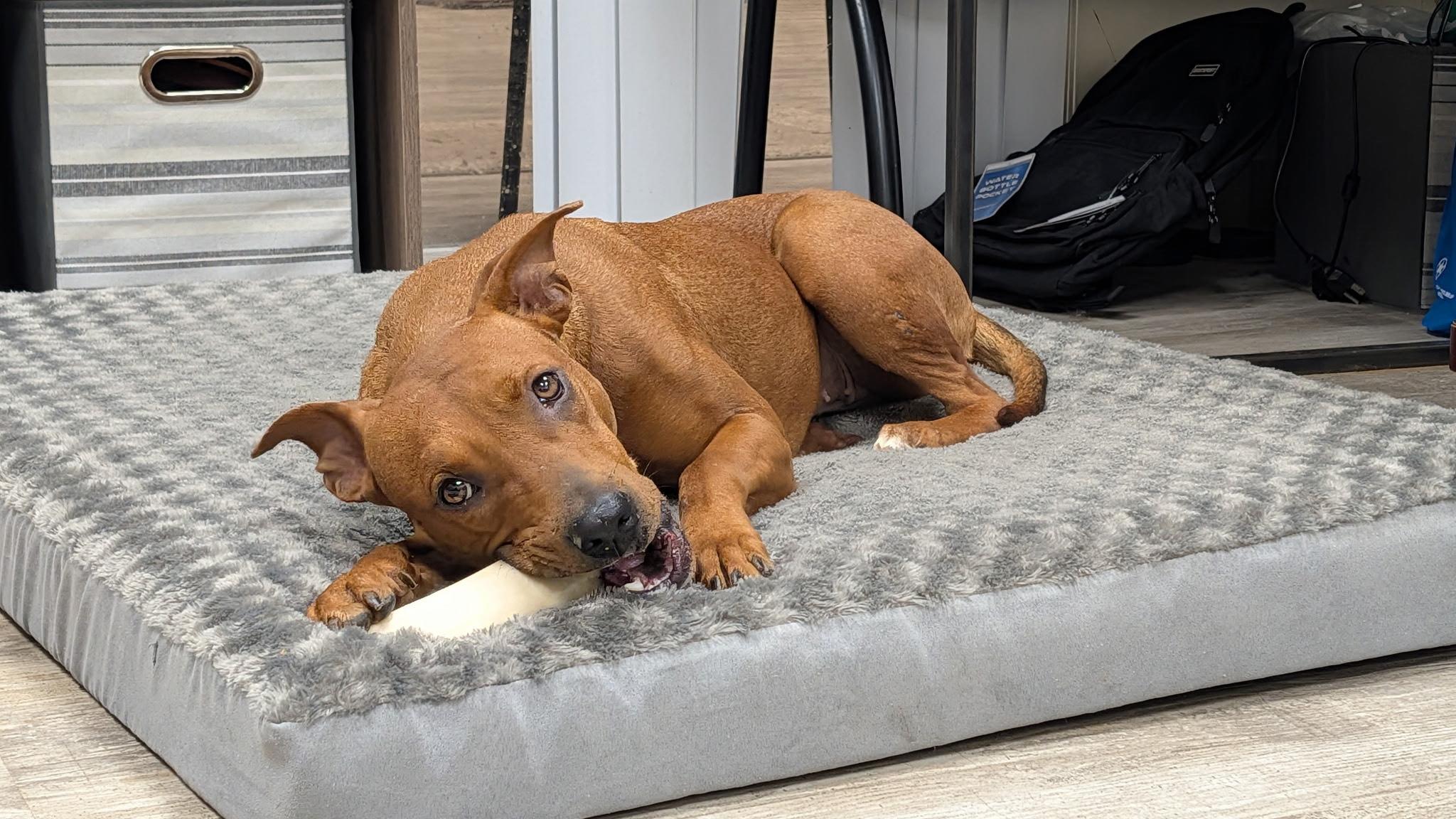 Enlarge Amelia, a ADOPTABLE mixed breed in Hollis, NH image 4/6