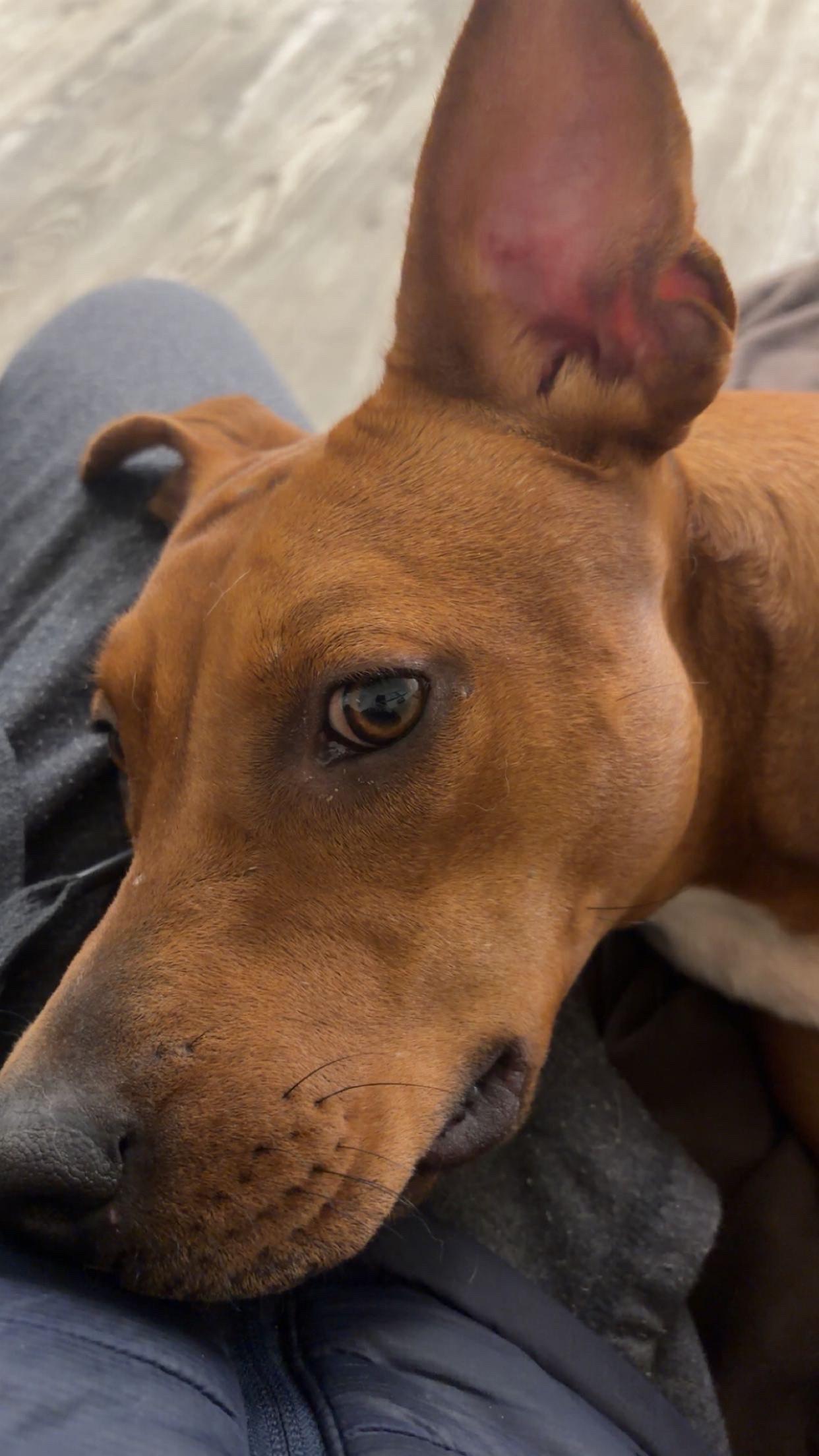 Enlarge Amelia, a ADOPTABLE mixed breed in Hollis, NH image 6/6