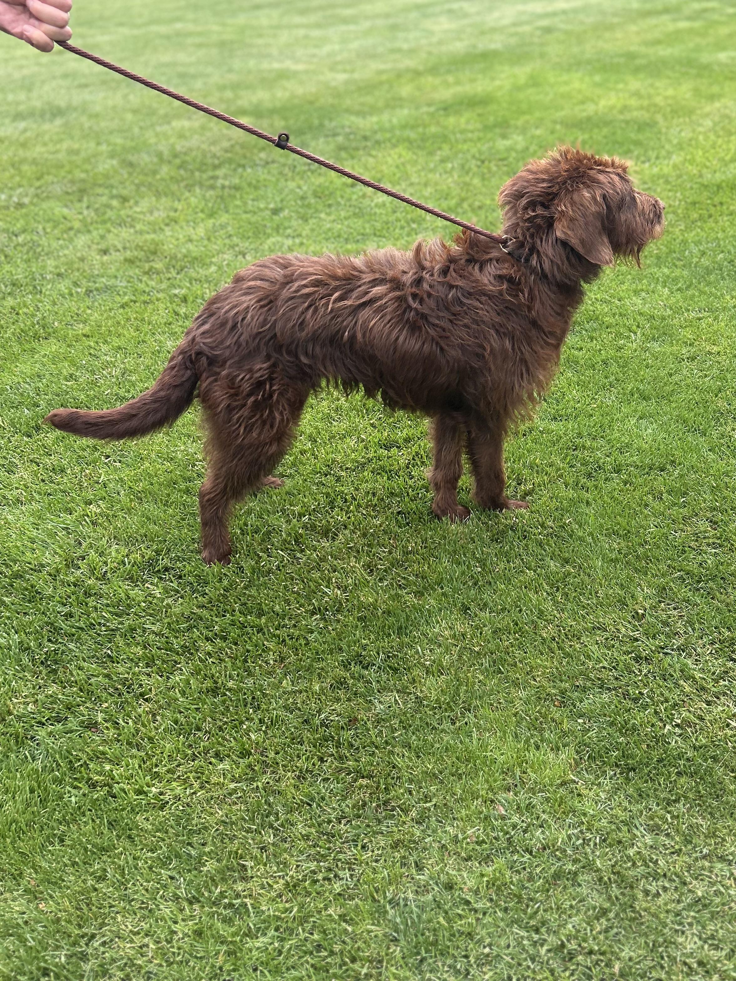 NESTLE (ohiosdrescu(at)gmail.com, a ADOPTABLE Labradoodle in Rossford, OH image 3/3