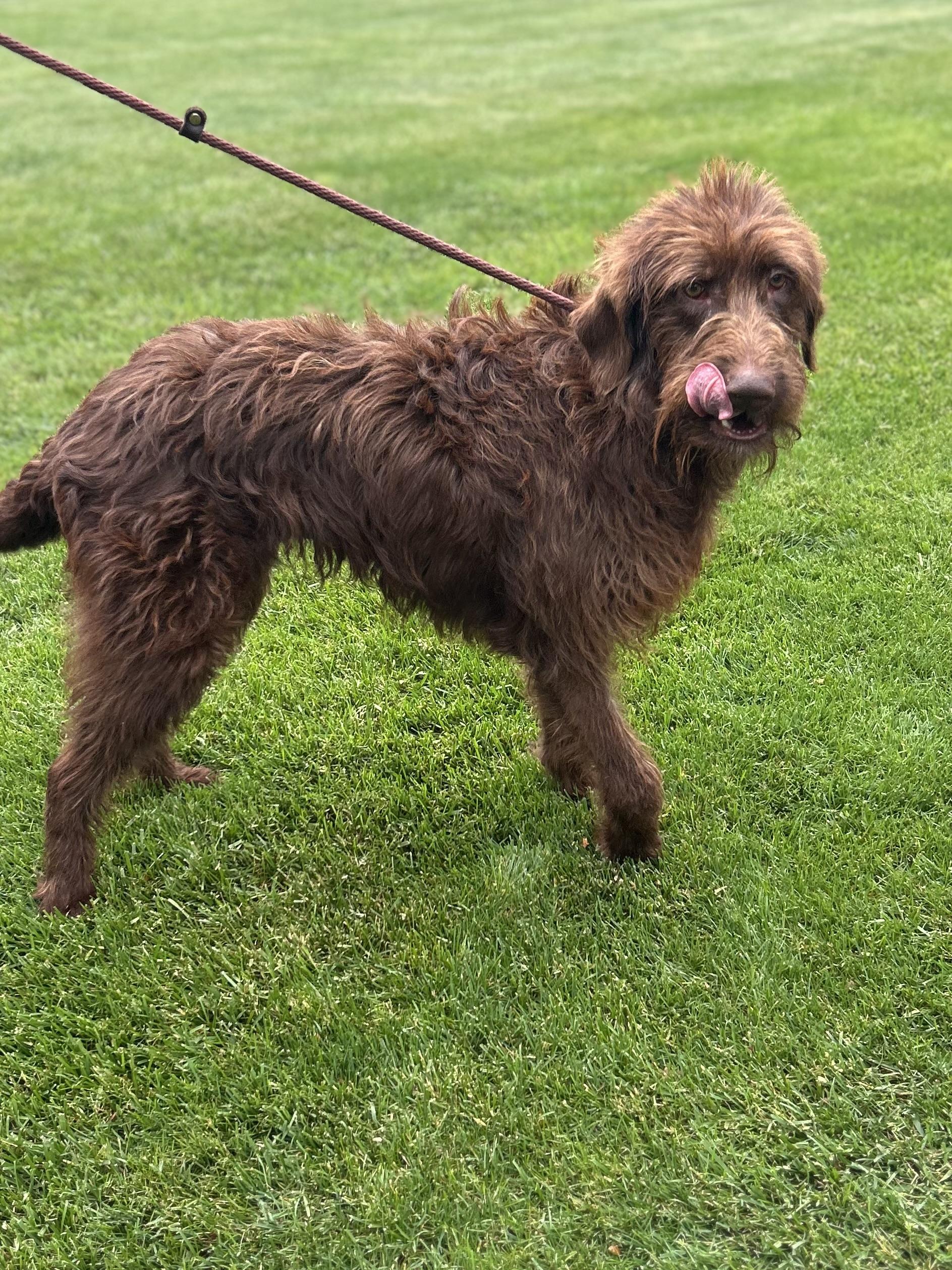NESTLE (ohiosdrescu(at)gmail.com, a ADOPTABLE Labradoodle in Rossford, OH image 1/3
