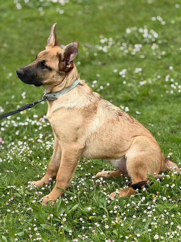 Maddy, Adoptable, Adult Female German Shepherd Dog & Mixed Breed.