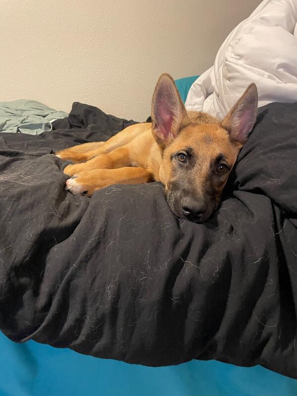 Enlarge Maddy, a Adoptable mixed breed in Seattle, WA image 2/6