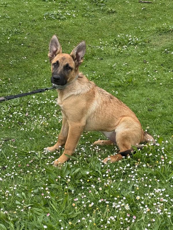 Enlarge Maddy, a Adoptable mixed breed in Seattle, WA image 3/6