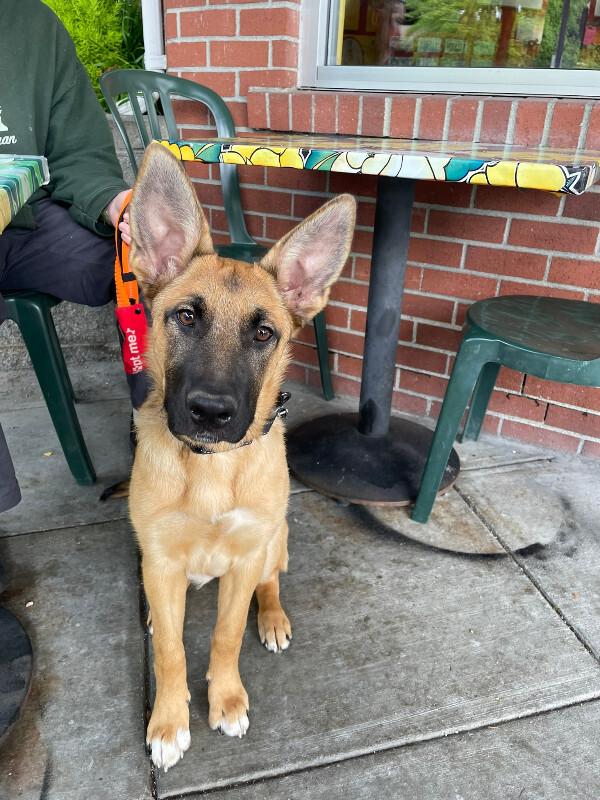Enlarge Maddy, a Adoptable mixed breed in Seattle, WA image 4/6