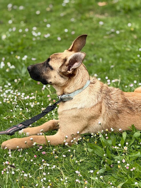 Enlarge Maddy, a Adoptable mixed breed in Seattle, WA image 5/6