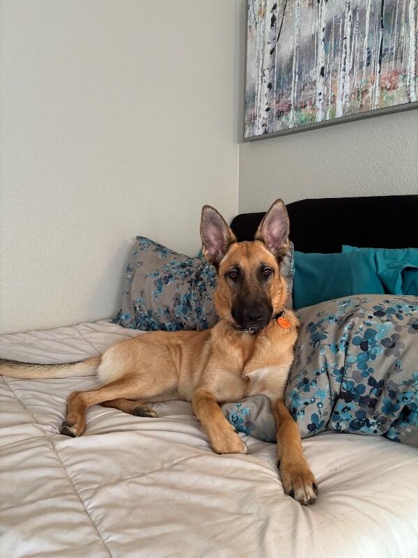 Enlarge Maddy, a Adoptable mixed breed in Seattle, WA image 6/6