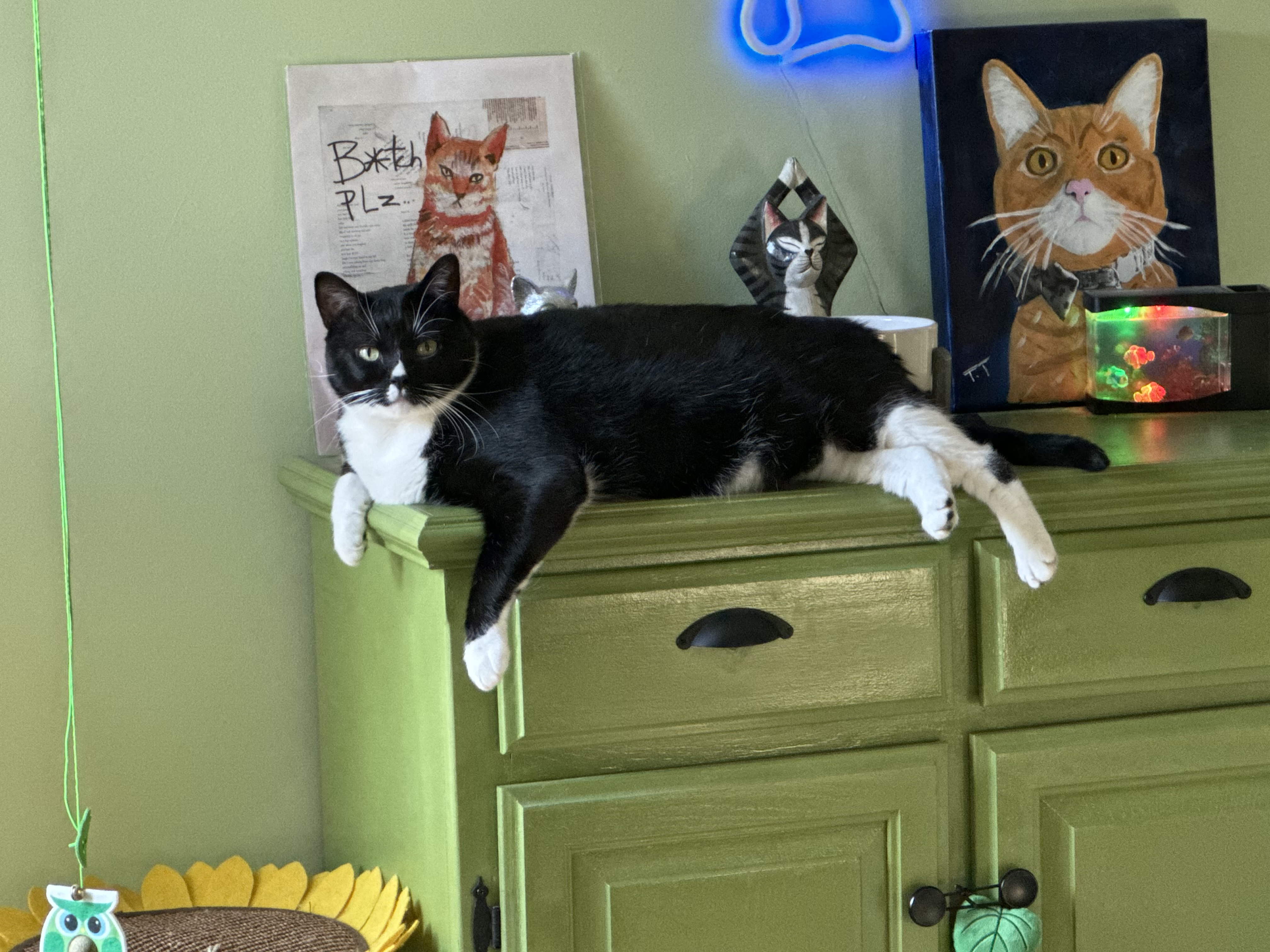 Bailey, Adopted, Adult Male Domestic Short Hair.