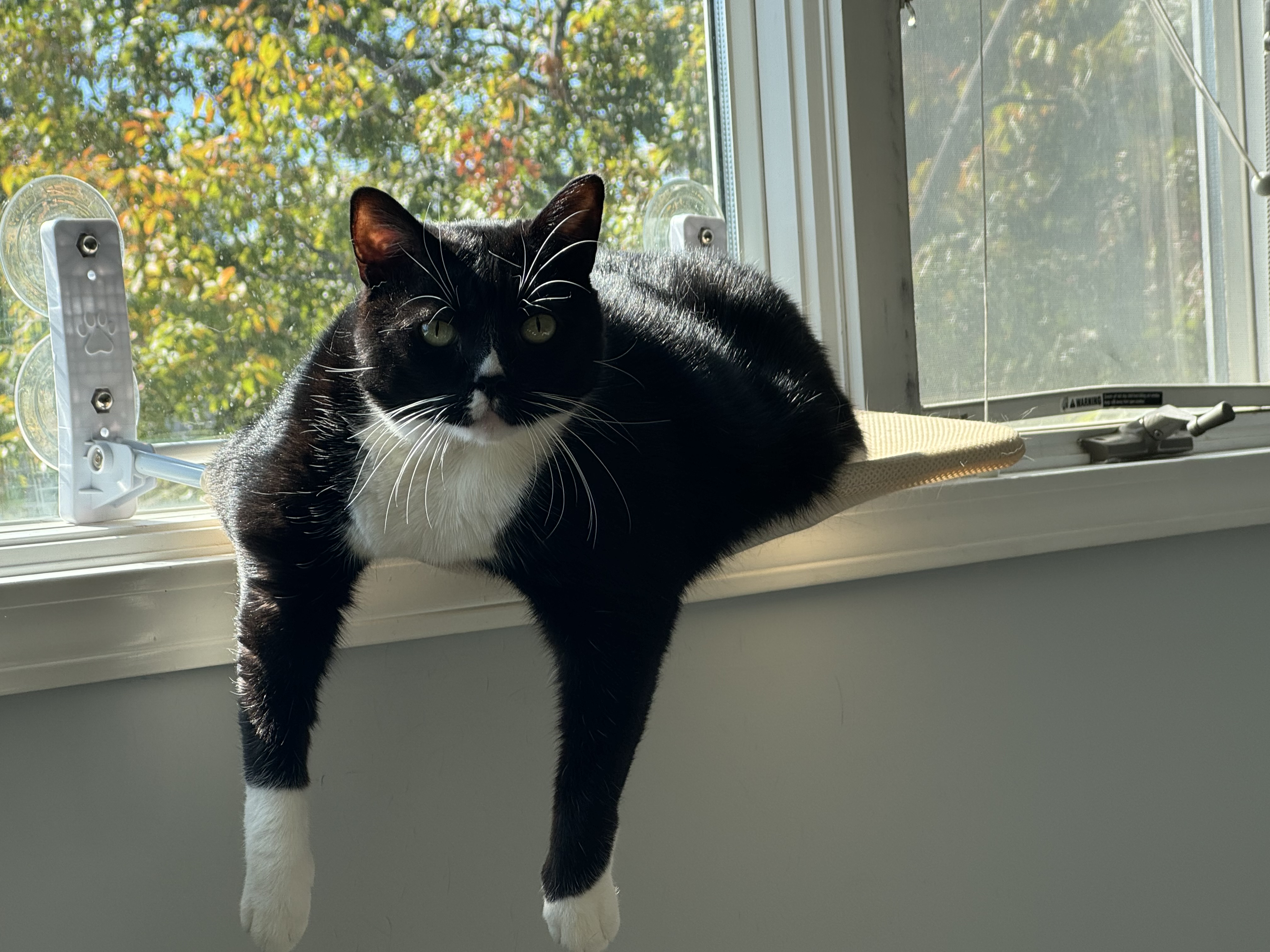 Enlarge Bailey, a Adopted Domestic Short Hair in Perrineville, NJ image 2/5