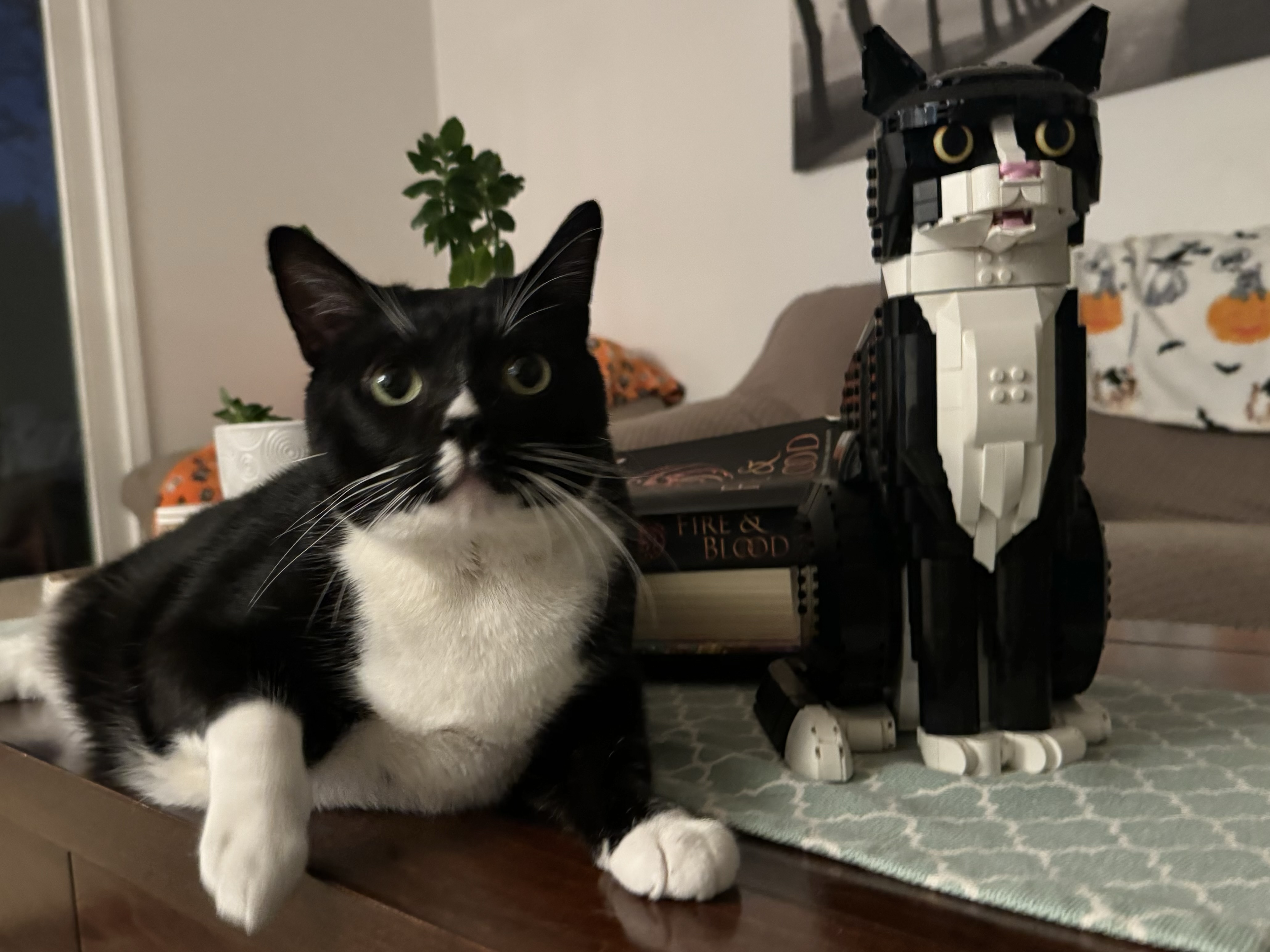 Enlarge Bailey, a Adopted Domestic Short Hair in Perrineville, NJ image 3/5