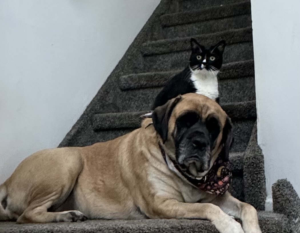 Enlarge Bailey, a Adopted Domestic Short Hair in Perrineville, NJ image 4/5