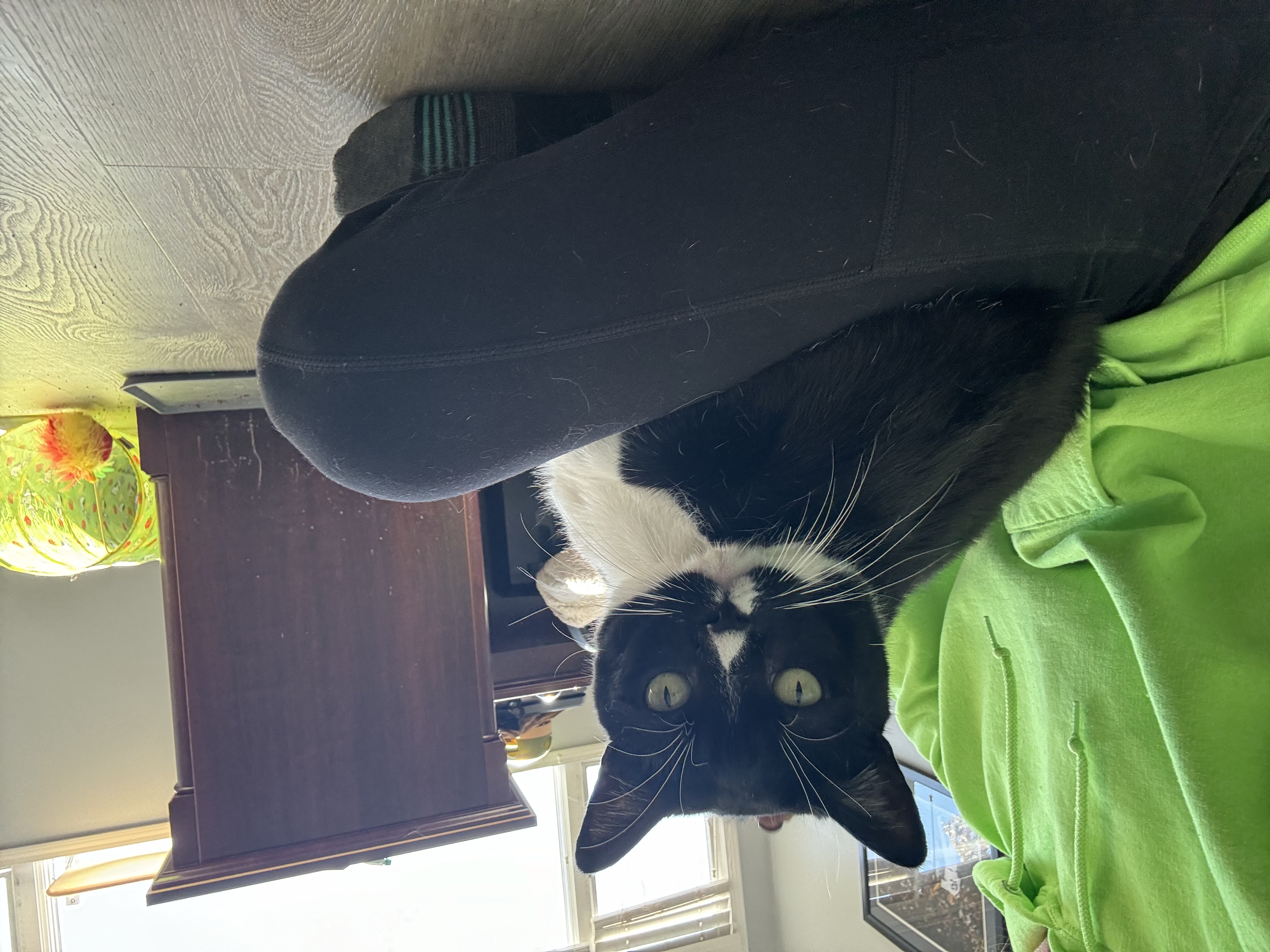 Enlarge Bailey, a Adopted Domestic Short Hair in Perrineville, NJ image 5/5