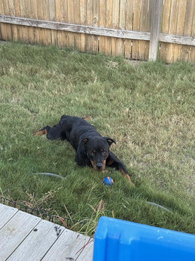 Aurora, Adoptable, Young Female Rottweiler.