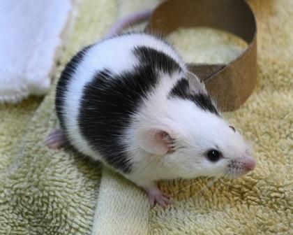 Lime, Adoptable, Baby Male Mouse & Mouse.