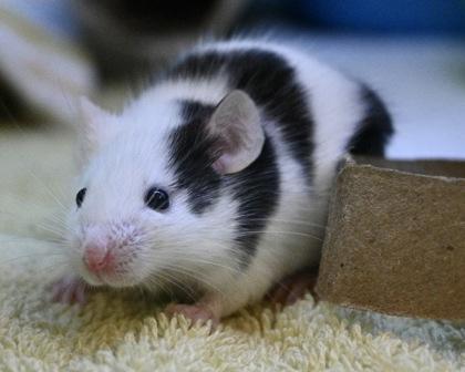 Enlarge Lime, a Adoptable mixed breed in West Seneca, NY image 2/2