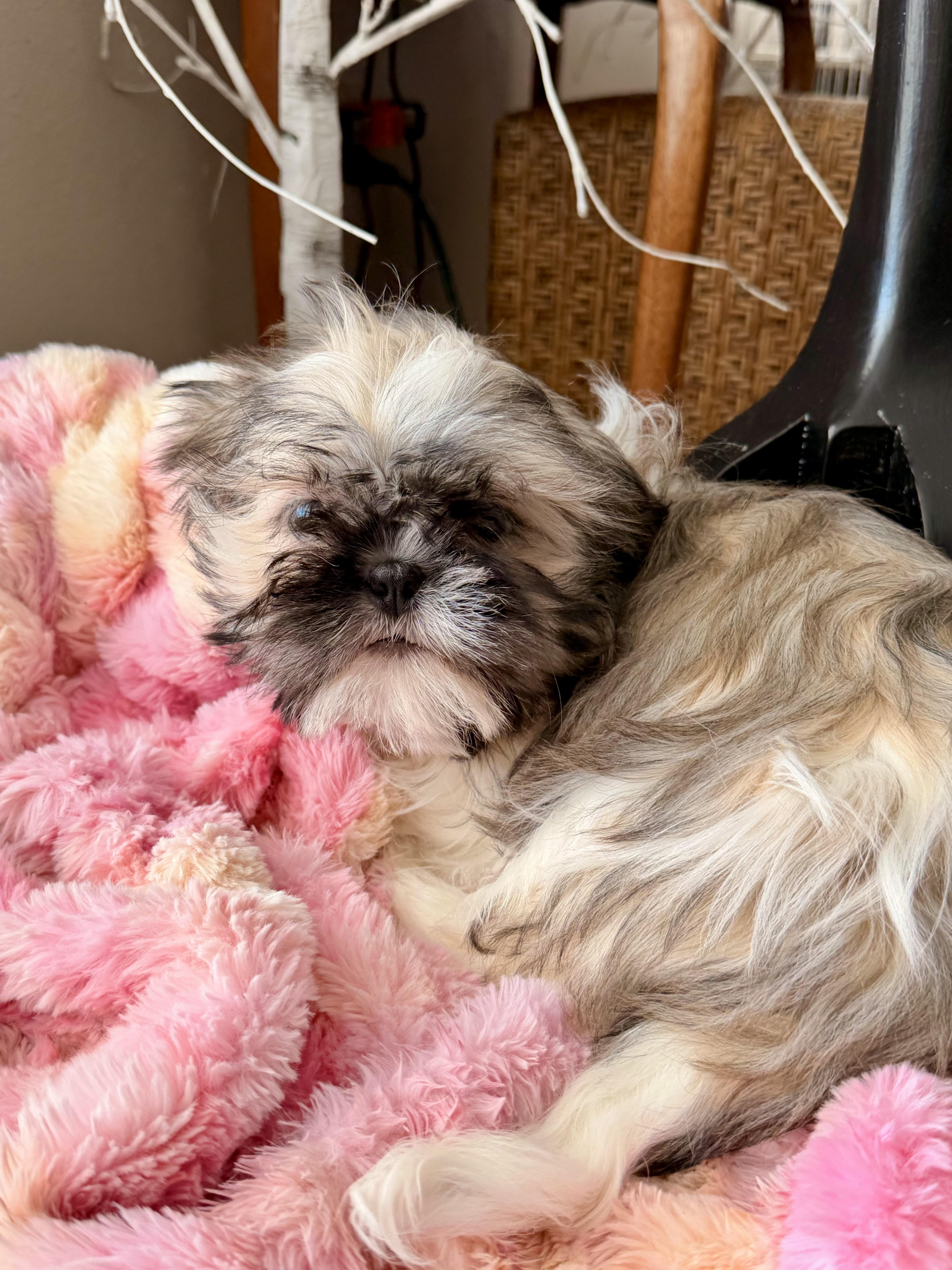 Franklin , ADOPTABLE, Puppy Male Shih Tzu.
