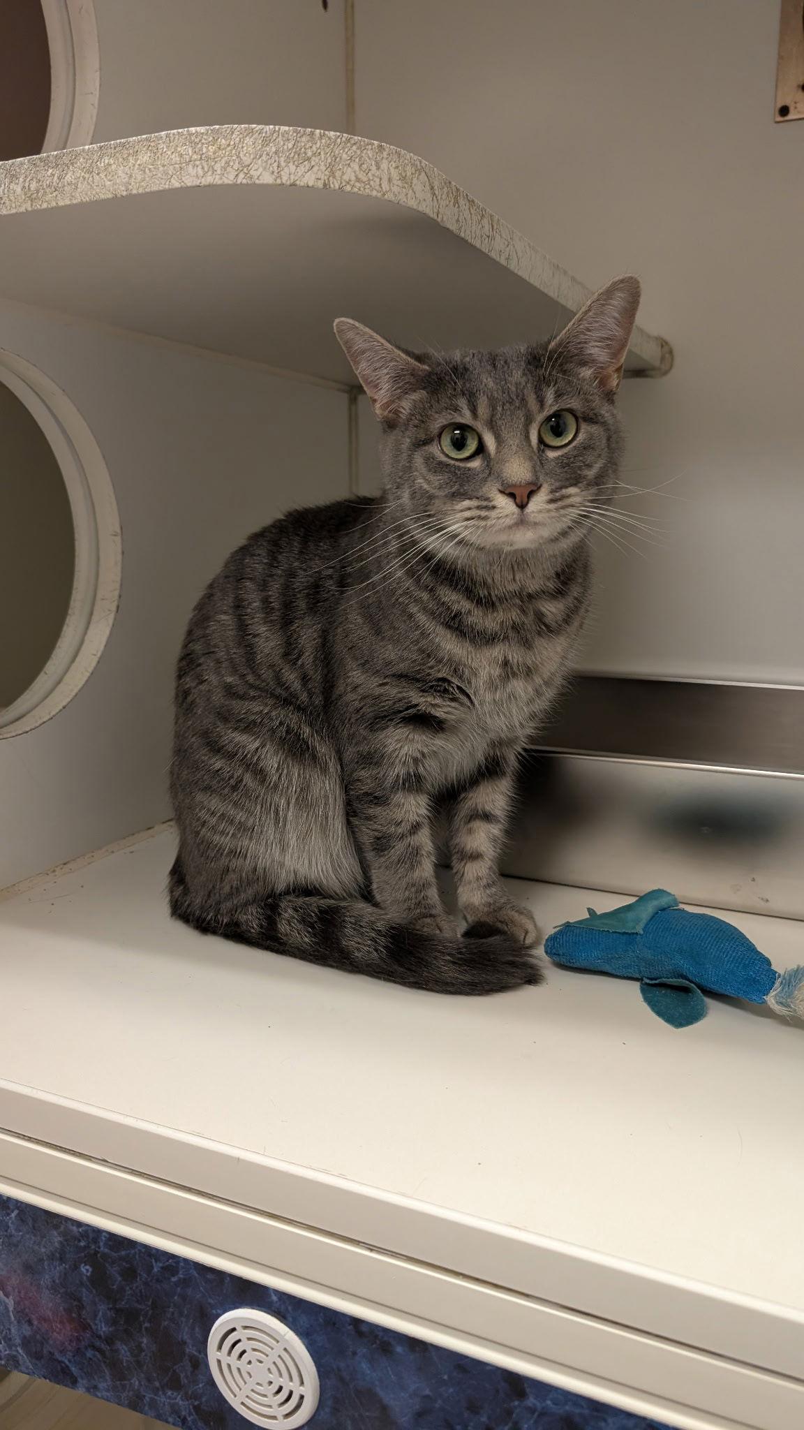 Enlarge Ellie, a Adoptable Domestic Short Hair in Columbus, OH image 1/3