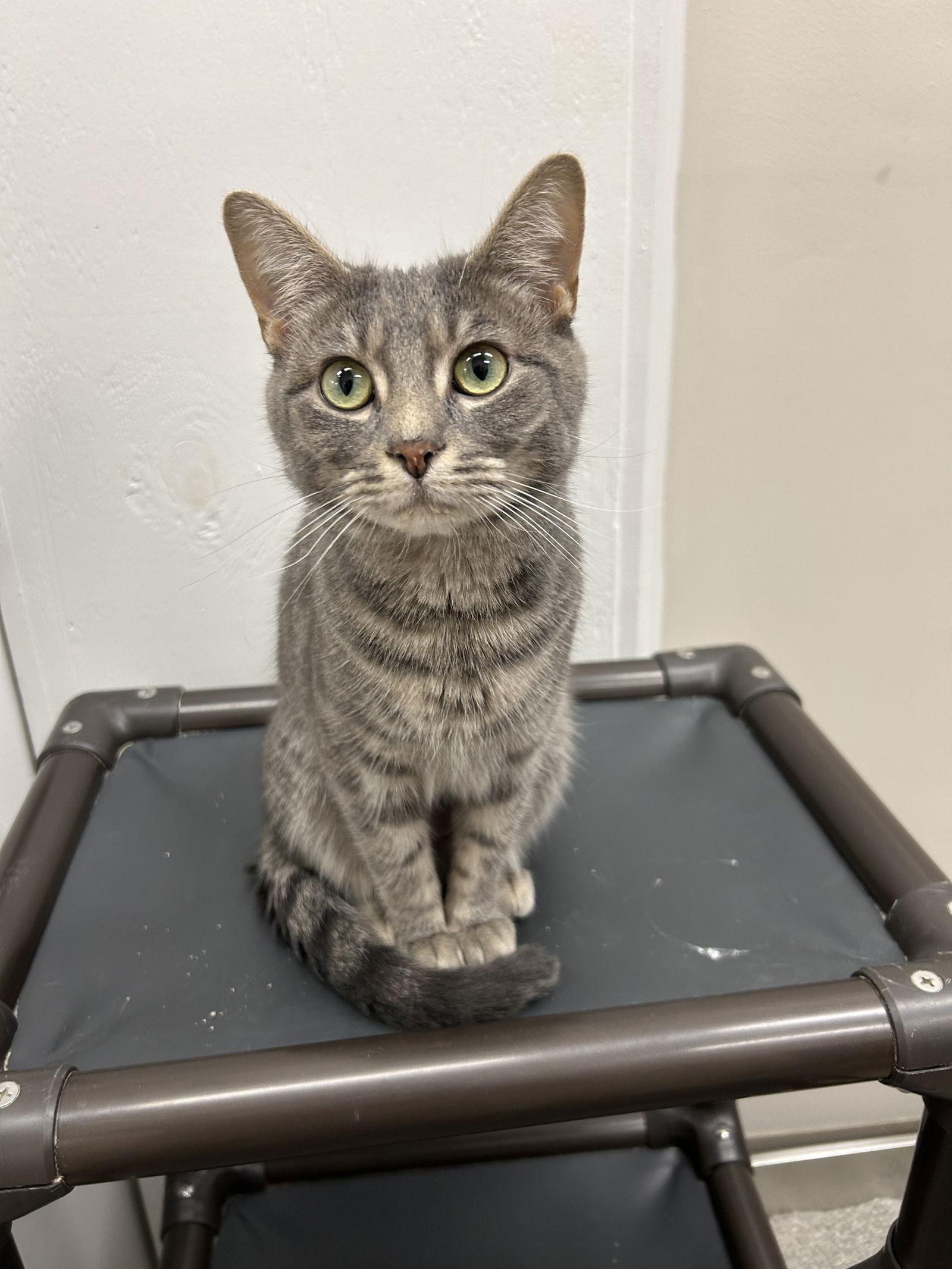 Enlarge Ellie, a Adoptable Domestic Short Hair in Columbus, OH image 2/3