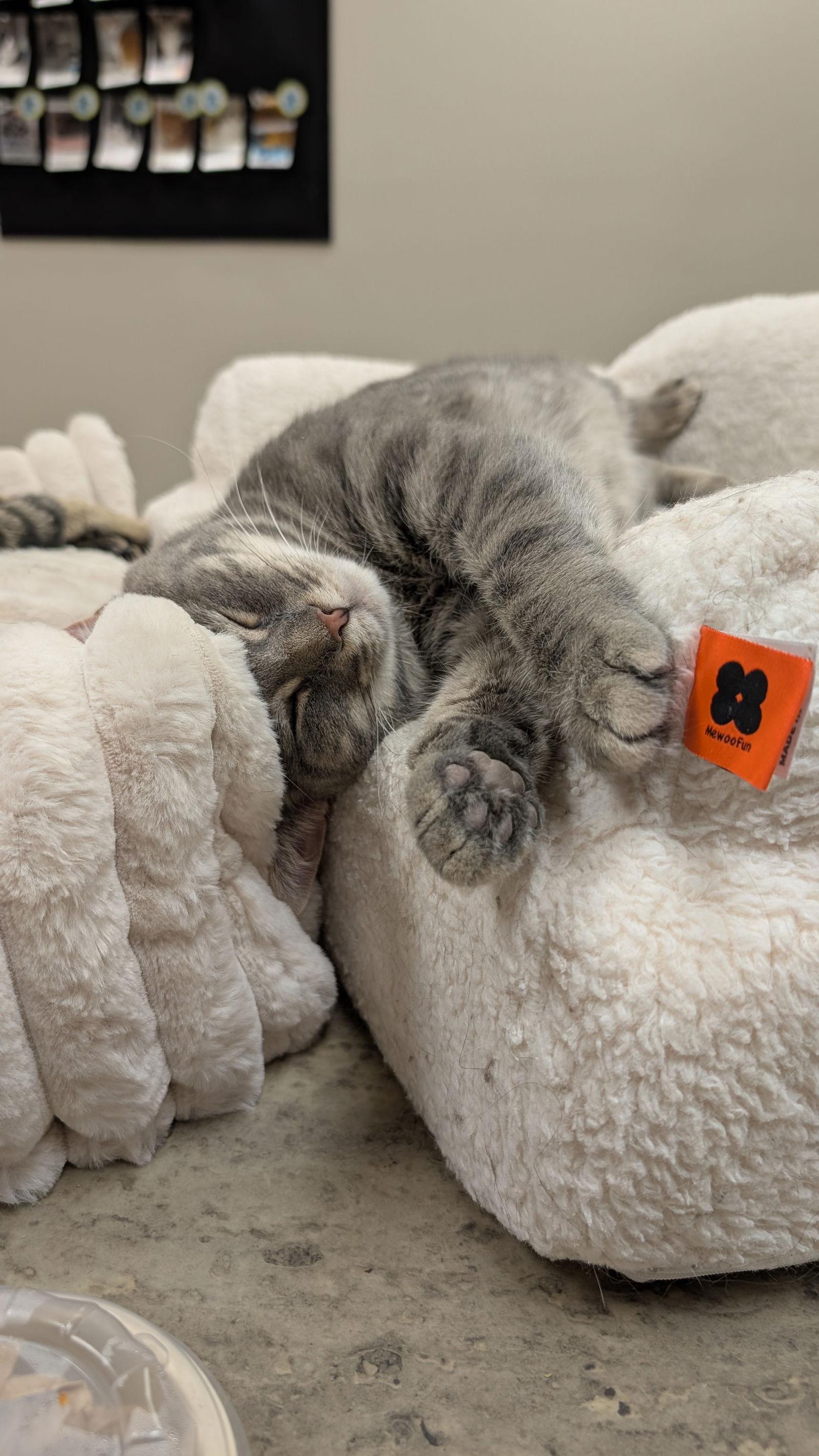 Enlarge Ellie, a Adoptable Domestic Short Hair in Columbus, OH image 3/3