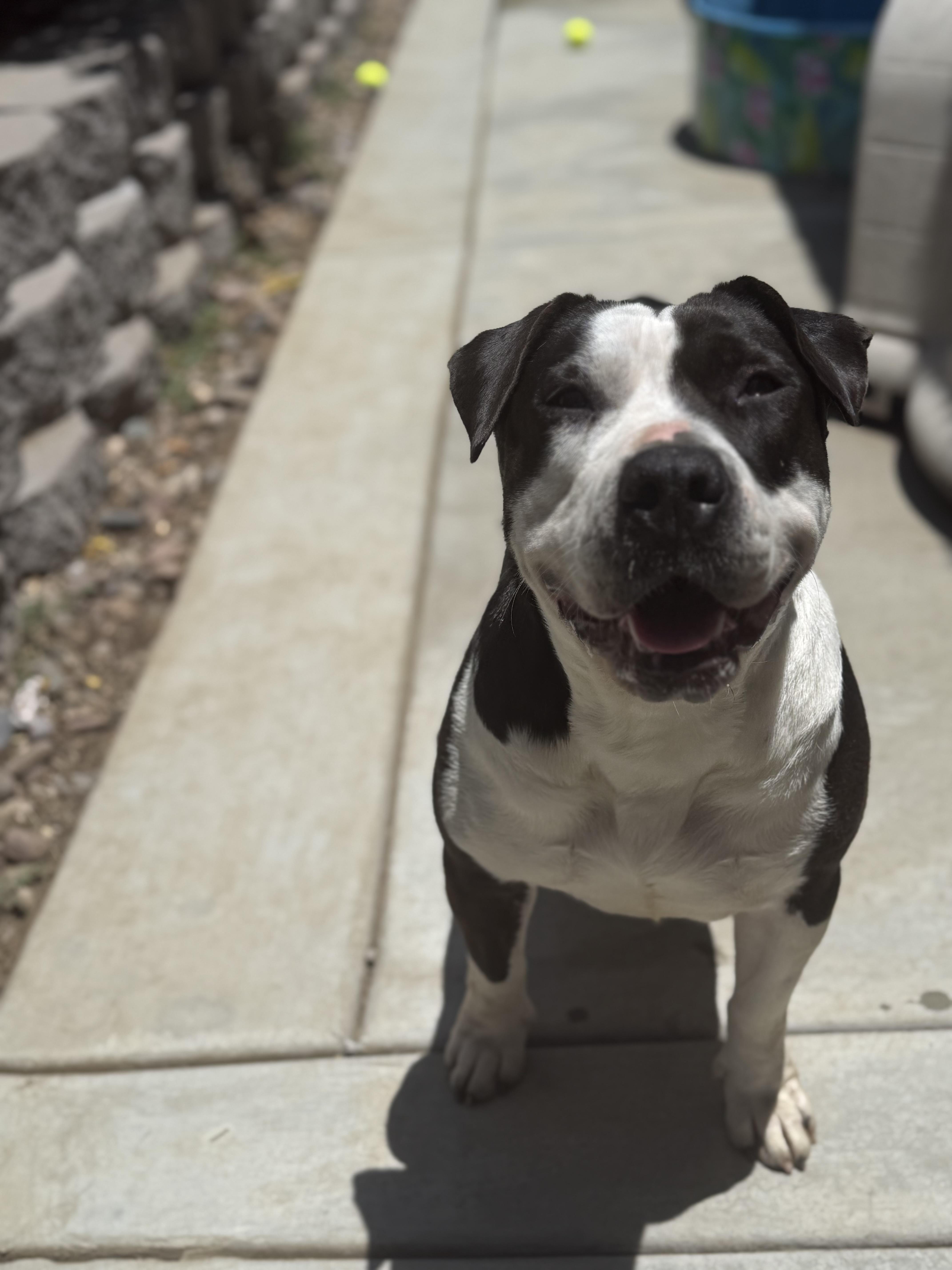 Susie , Adoptable, Adult Female Pit Bull Terrier.