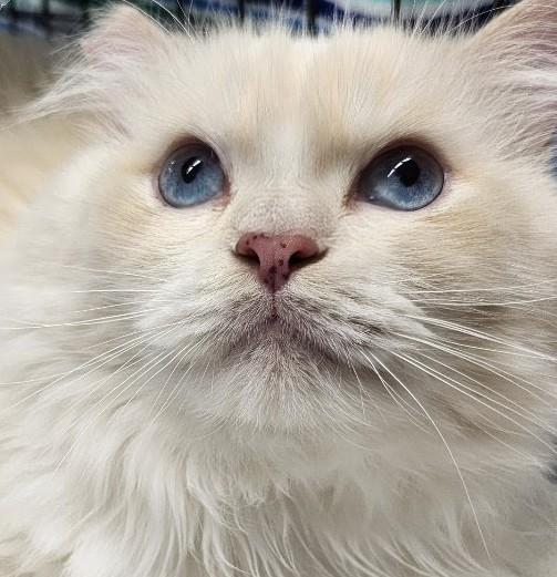 Mister (ADOPTED!), adopted, Adult Male Siamese & Persian.