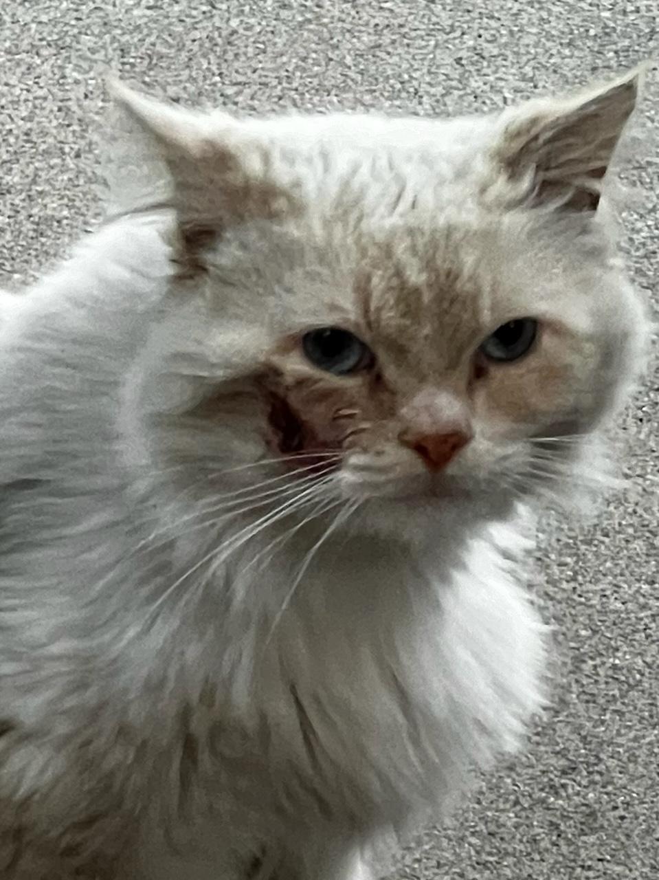 Enlarge Mister (ADOPTED!), an adopted mixed breed in Monrovia, CA image 3/4