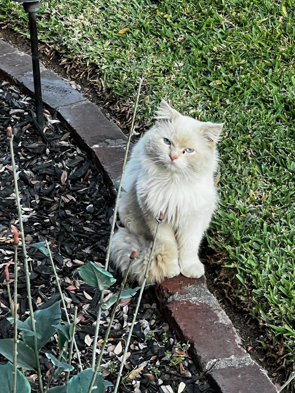Mister (OUT ON TRIAL!), an adoptable Siamese, Persian in Monrovia, CA, 91016 | Photo Image 4