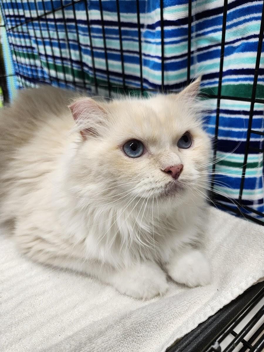 Mister (OUT ON TRIAL!), an adoptable Siamese, Persian in Monrovia, CA, 91016 | Photo Image 2