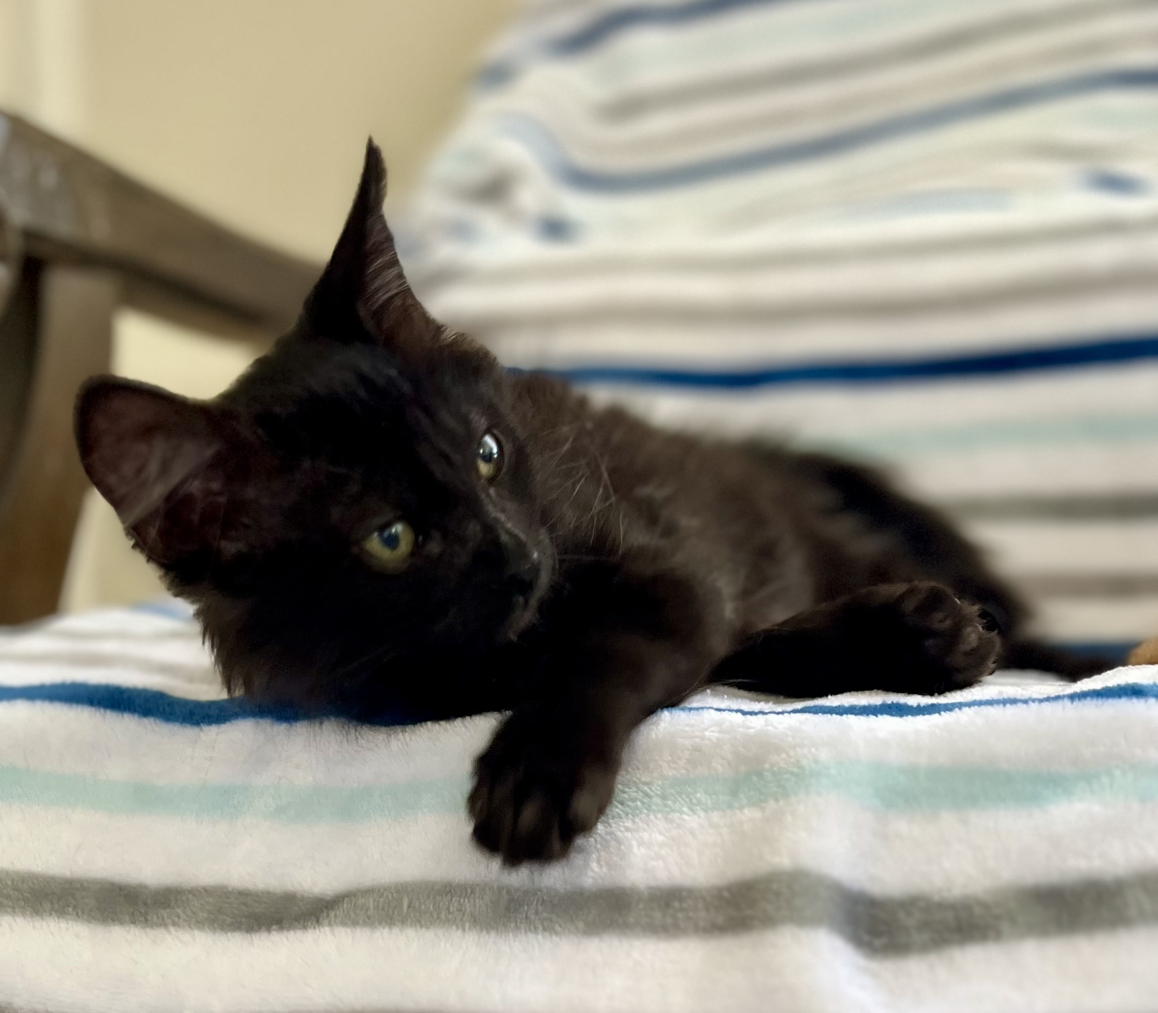 Rhett, Adopted, Kitten Male Domestic Long Hair.