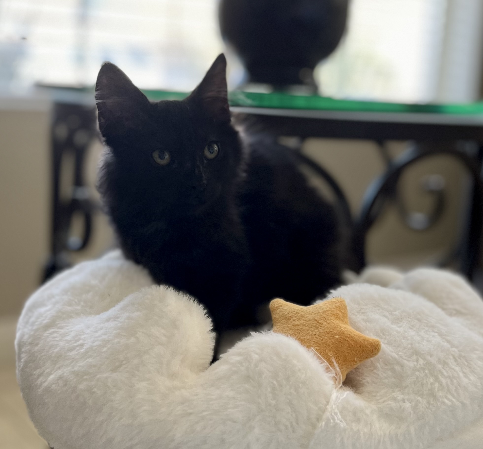 Enlarge Rhett, a Adopted Domestic Long Hair in Las Vegas, NV image 2/3