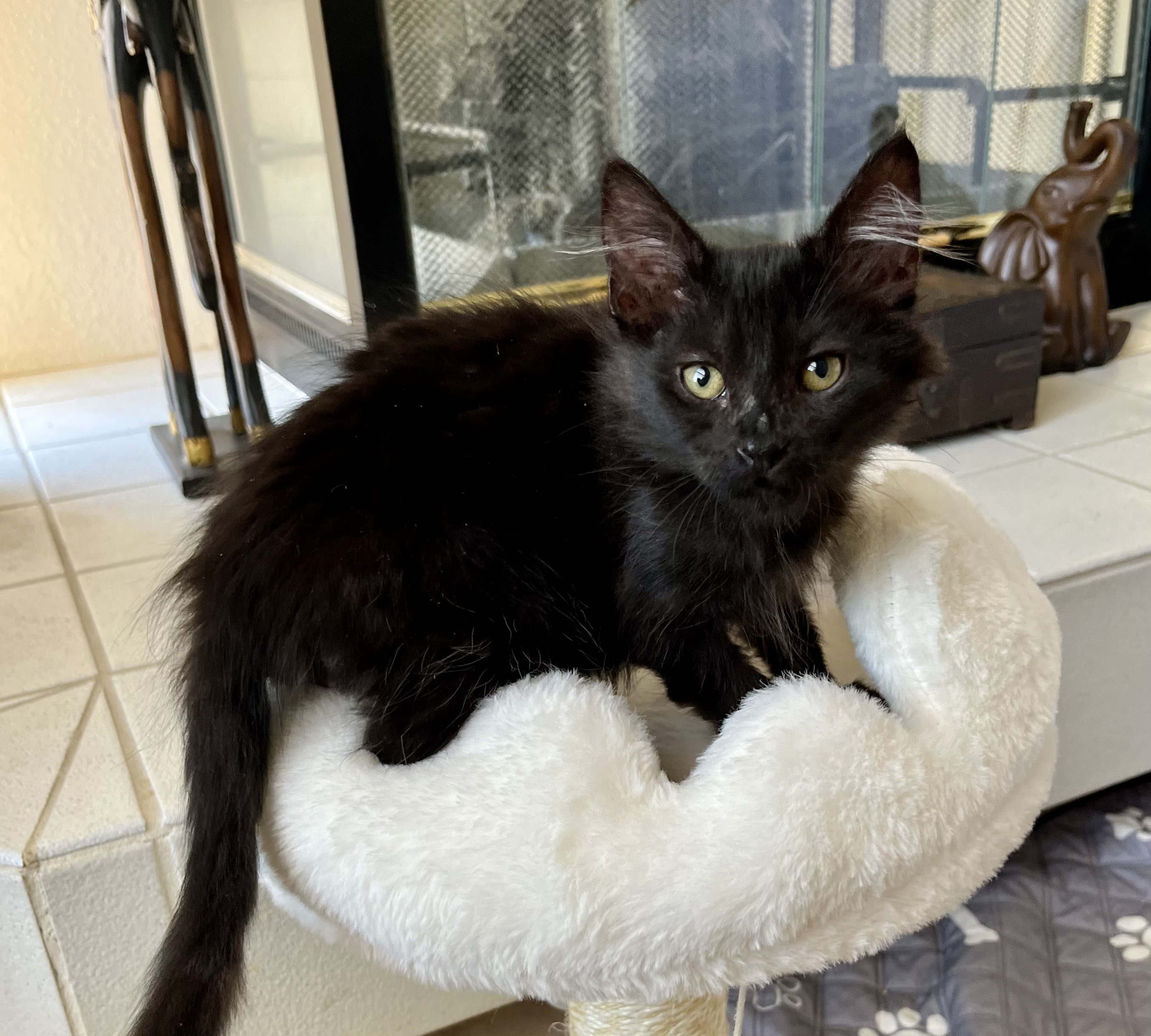 Enlarge Rhett, a Adopted Domestic Long Hair in Las Vegas, NV image 3/3