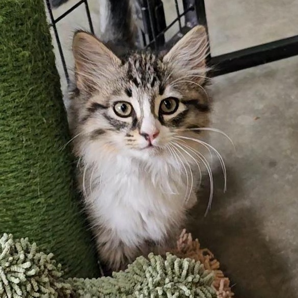 HONOR, adopted, Kitten Male Domestic Long Hair & Maine Coon.