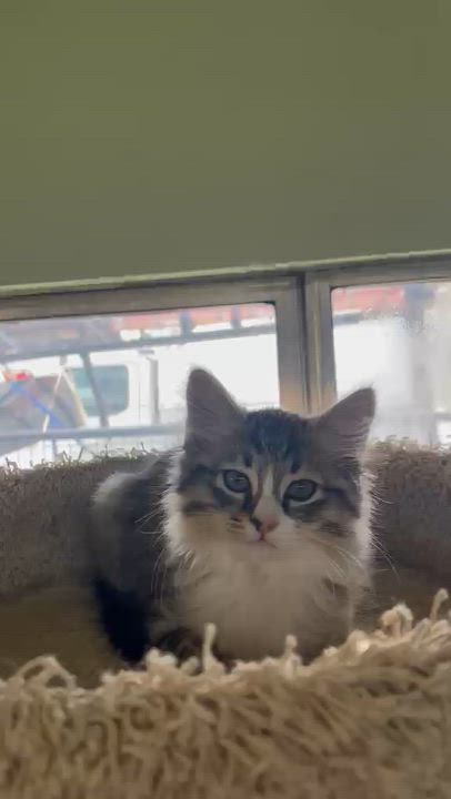 Enlarge HONOR, an adopted mixed breed in Pinedale, WY video 5/5