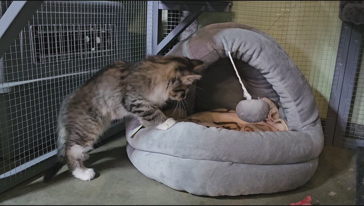 Enlarge HONOR, an adopted mixed breed in Pinedale, WY video 4/5