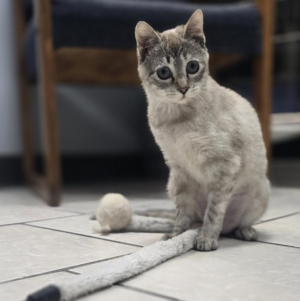 Rapunzel, a Adopted Siamese in Sunrise Beach, MO image 1/2